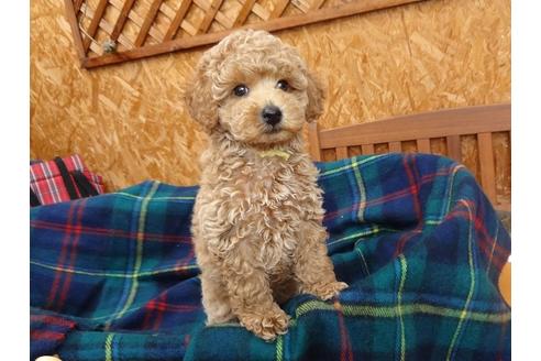 成約済の宮城県のトイプードル-100120の1枚目